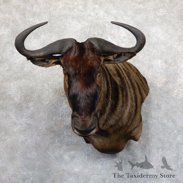 Blue Wildebeest Wall Pedestal Mount For Sale #19545 @ The Taxidermy Store