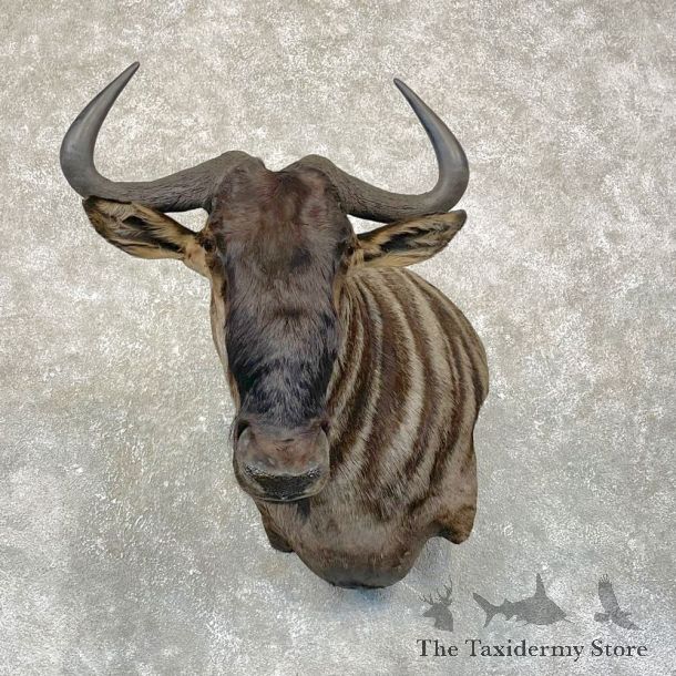 Blue Wildebeest Wall Pedestal Mount For Sale #24990 @ The Taxidermy Store