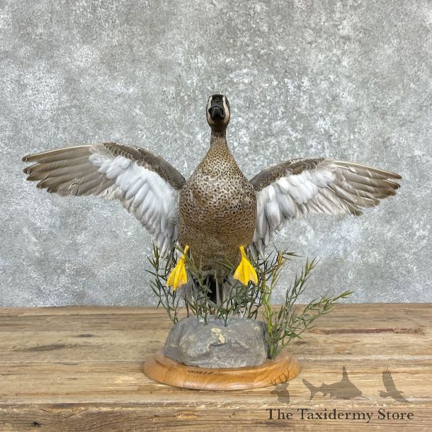 Blue Winged Teal Duck Mount For Sale #26459 @ The Taxidermy Store