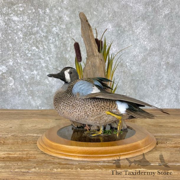 Blue Winged Teal Duck Mount For Sale #26653 @ The Taxidermy Store