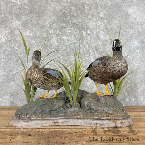 Blue Winged Teal Duck Pair Bird Mount For Sale #27586 @ The Taxidermy Store