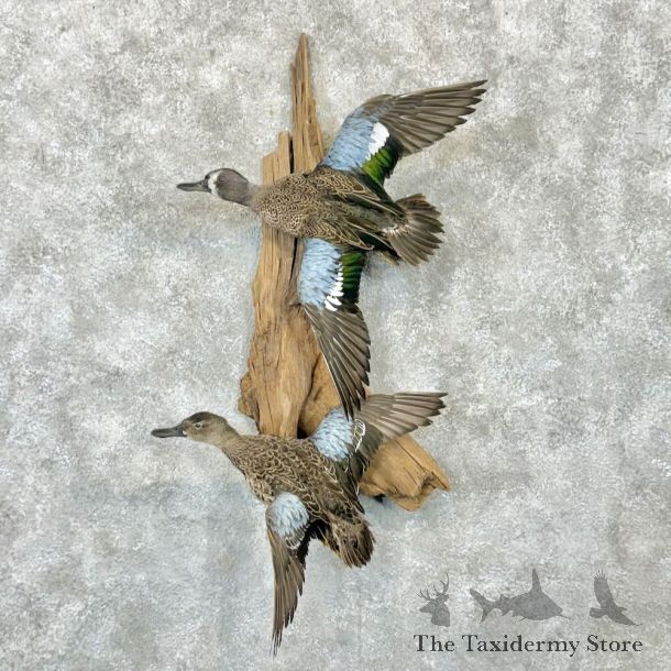 Blue Winged Teal Duck Pair Bird Mount For Sale #27796 @ The Taxidermy Store