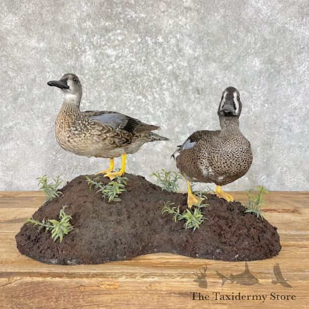 Blue Winged Teal Duck Pair Taxidermy Bird Mount For Sale #27585 @ The Taxidermy Store