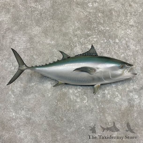Bluefin Tuna Fish Mount For Sale #27707 - The Taxidermy Store