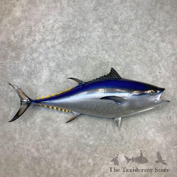 Bluefin Tuna Taxidermy Fish Mount For Sale #23274 - The Taxidermy Store