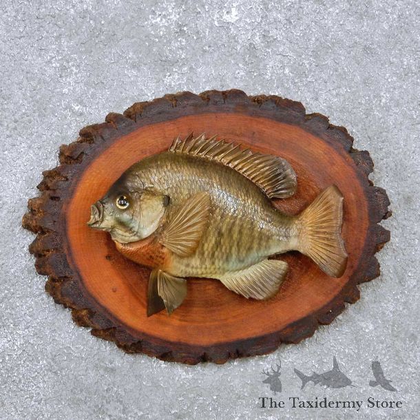 Bluegill Fish Mount For Sale #14222 @ The Taxidermy Store