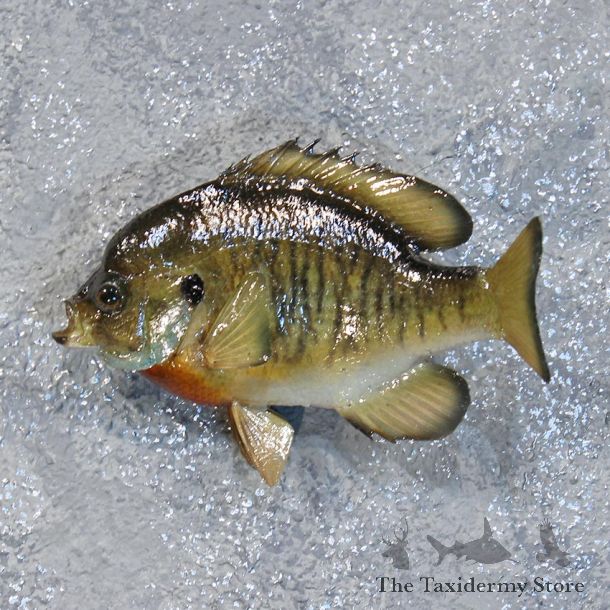 Bluegill Fish Mount #10194 For Sale @ The Taxidermy Store