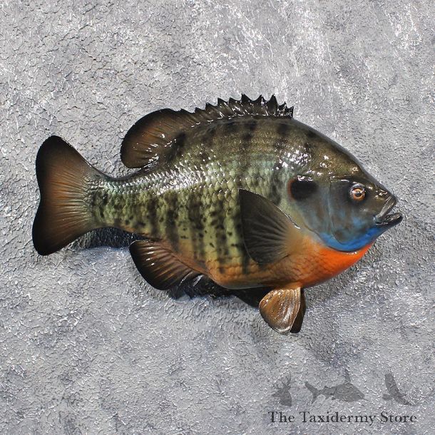 Bluegill Fish Mount #11668 For Sale @ The Taxidermy Store
