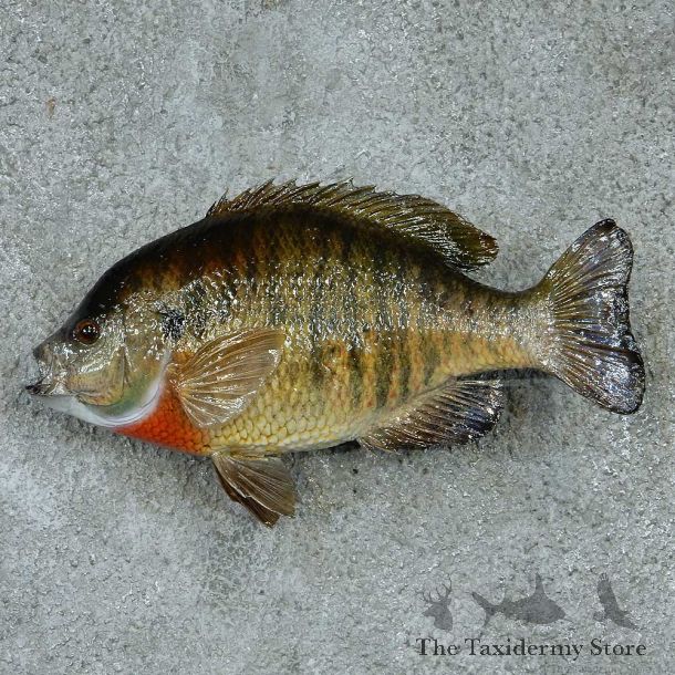 Bluegill Taxidermy Fish Mount #13396 For Sale @ The Taxidermy Store