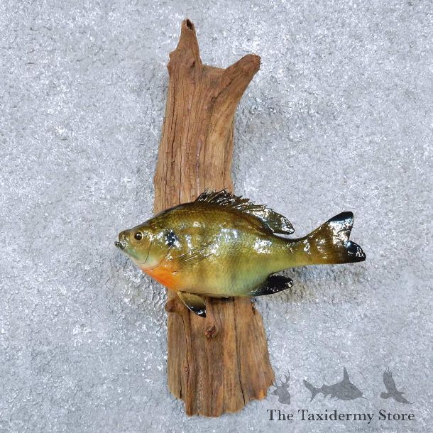 Bluegill Fish Mount For Sale #14344 @ The Taxidermy Store