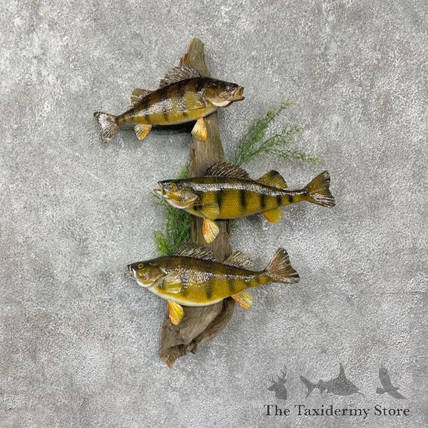 Perch Fish Mount #25571 For Sale @ The Taxidermy Store
