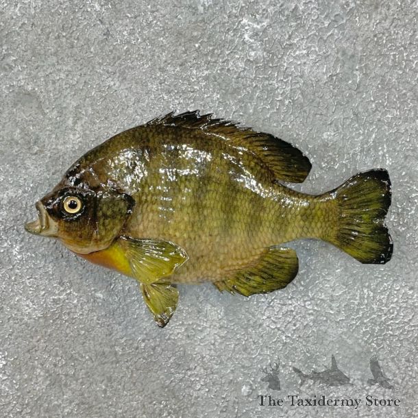 Bluegill Fish Mount For Sale #25568 @ The Taxidermy Store