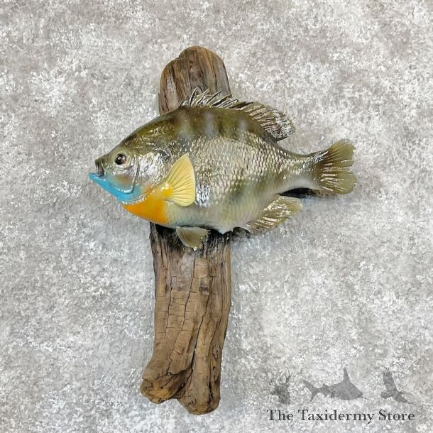 Bluegill Fish Mount For Sale #28328 @ The Taxidermy Store
