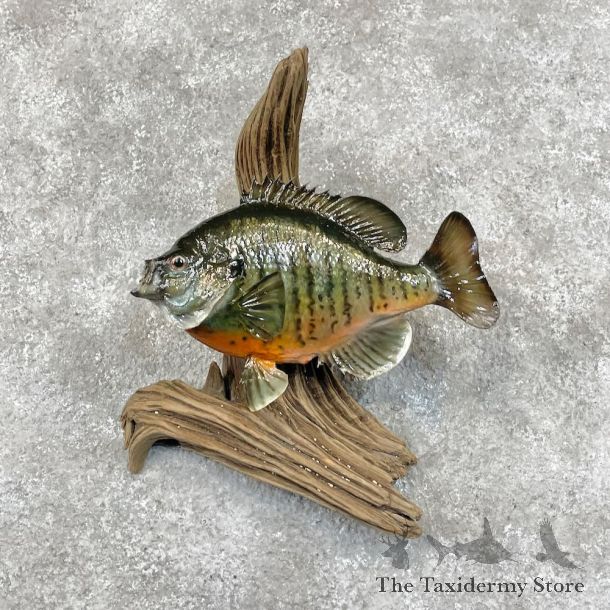 Bluegill Fish Mount For Sale #28519 @ The Taxidermy Store