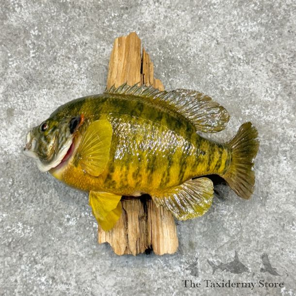 Bluegill Taxidermy Fish Mount #23624 For Sale @ The Taxidermy Store