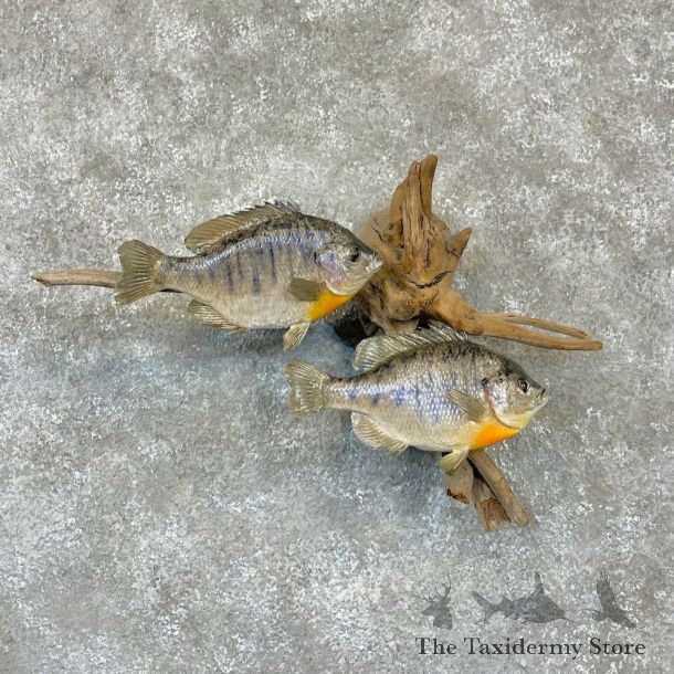 Bluegill Pair Fish Mount For Sale #28312 @ The Taxidermy Store
