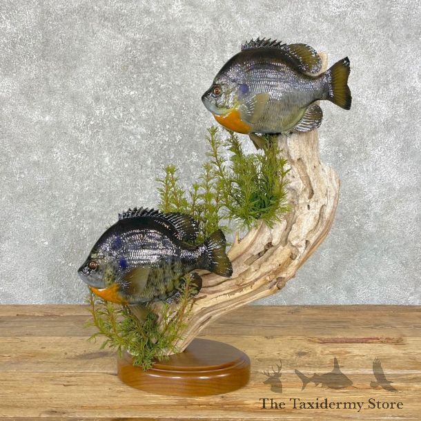 Bluegill Pair Taxidermy Fish Mount #24822 For Sale @ The Taxidermy Store