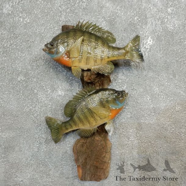 Bluegill Fish Mount For Sale #17776 @ The Taxidermy Store