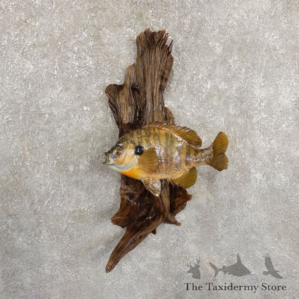 Bluegill Taxidermy Fish Mount #19713 For Sale @ The Taxidermy Store