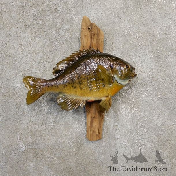 Bluegill Taxidermy Fish Mount #20587 For Sale @ The Taxidermy Store