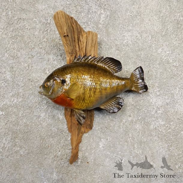 Bluegill Taxidermy Fish Mount #20863 For Sale @ The Taxidermy Store