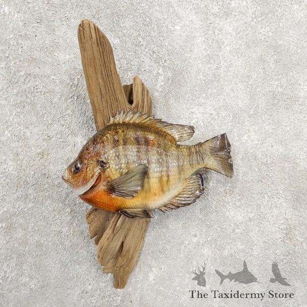 Bluegill Taxidermy Fish Mount #20911 For Sale @ The Taxidermy Store