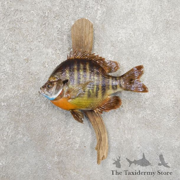 Bluegill Taxidermy Fish Mount #20912 For Sale @ The Taxidermy Store
