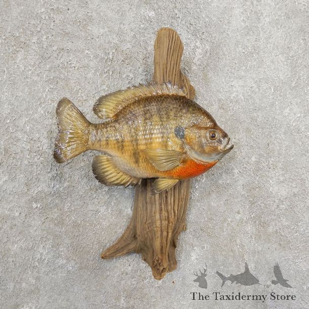 Bluegill Taxidermy Fish Mount #20913 For Sale @ The Taxidermy Store