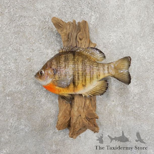 Bluegill Taxidermy Fish Mount #20914 For Sale @ The Taxidermy Store
