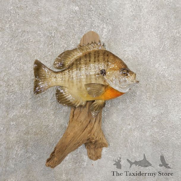 Bluegill Taxidermy Fish Mount #20945 For Sale @ The Taxidermy Store