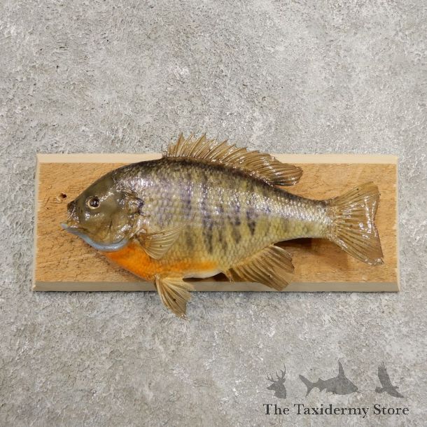 Bluegill Taxidermy Fish Mount #20951 For Sale @ The Taxidermy Store