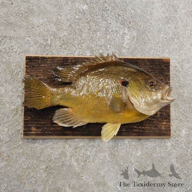 Bluegill Taxidermy Fish Mount #20952 For Sale @ The Taxidermy Store