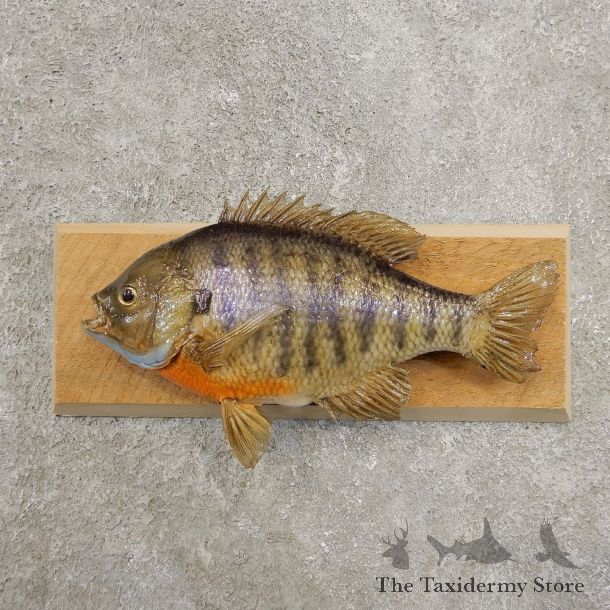 Bluegill Taxidermy Fish Mount #20953 For Sale @ The Taxidermy Store