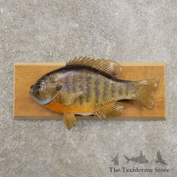 Bluegill Taxidermy Fish Mount #20958 For Sale @ The Taxidermy Store