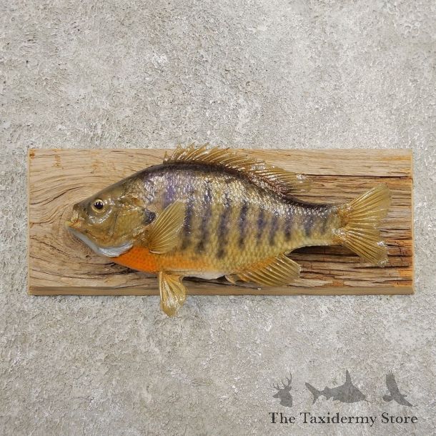 Bluegill Taxidermy Fish Mount #20959 For Sale @ The Taxidermy Store