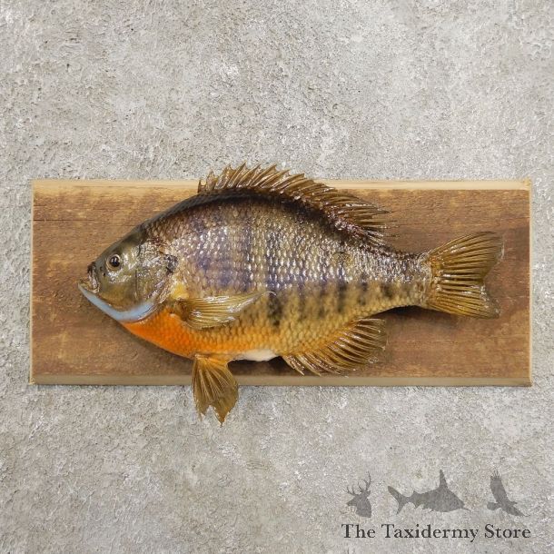 Bluegill Taxidermy Fish Mount #20962 For Sale @ The Taxidermy Store
