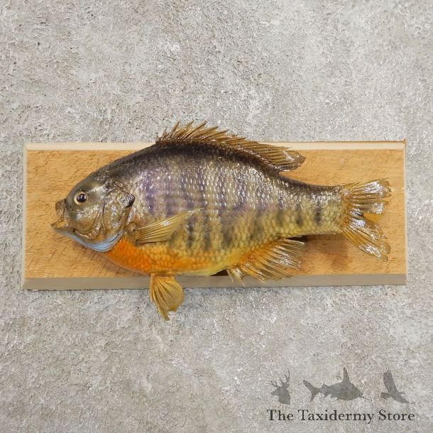 Bluegill Taxidermy Fish Mount #20977 For Sale @ The Taxidermy Store