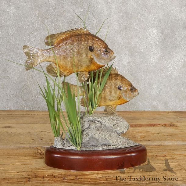 Bluegill Taxidermy Fish Mount #21037 For Sale @ The Taxidermy Store