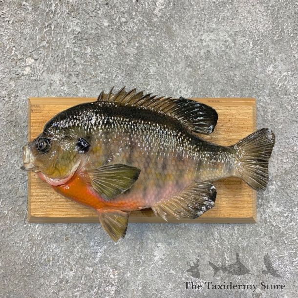 Bluegill Taxidermy Fish Mount #21482 For Sale @ The Taxidermy Store