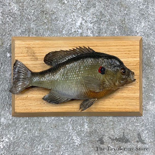 Bluegill Taxidermy Fish Mount #21613 For Sale @ The Taxidermy Store