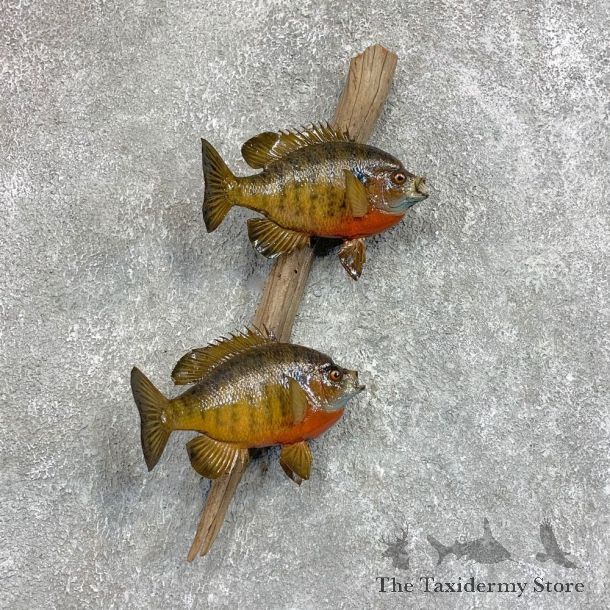Bluegill Taxidermy Fish Mount #22053 For Sale @ The Taxidermy Store