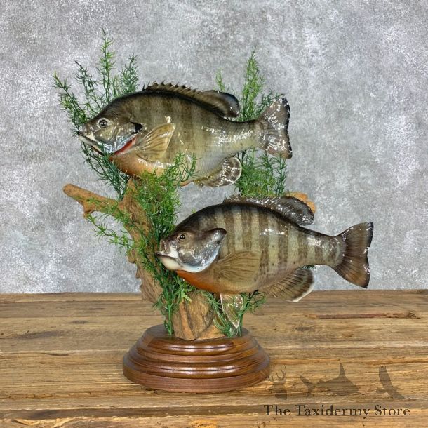 Bluegill Taxidermy Fish Mount #22303 For Sale @ The Taxidermy Store
