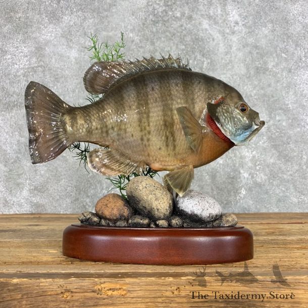 Bluegill Taxidermy Fish Mount #22304 For Sale @ The Taxidermy Store