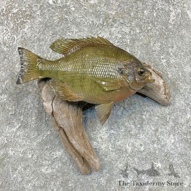 Bluegill Taxidermy Fish Mount #23619 For Sale @ The Taxidermy Store