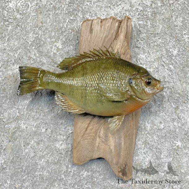 Bluegill Taxidermy Fish Mount #23620 For Sale @ The Taxidermy Store
