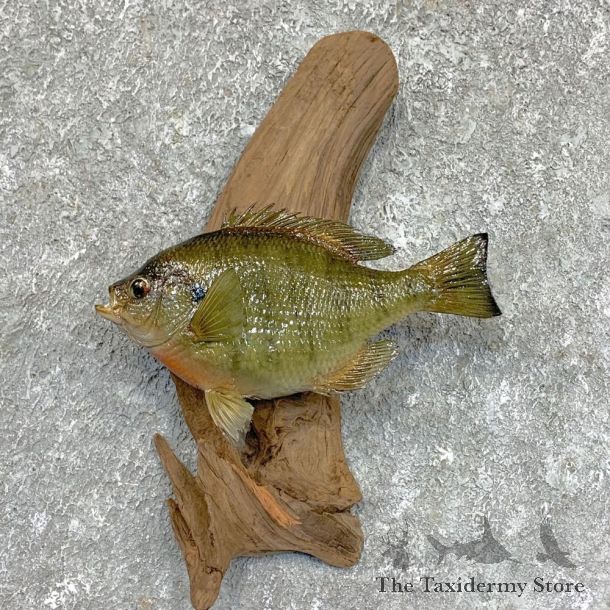 Bluegill Taxidermy Fish Mount #23621 For Sale @ The Taxidermy Store