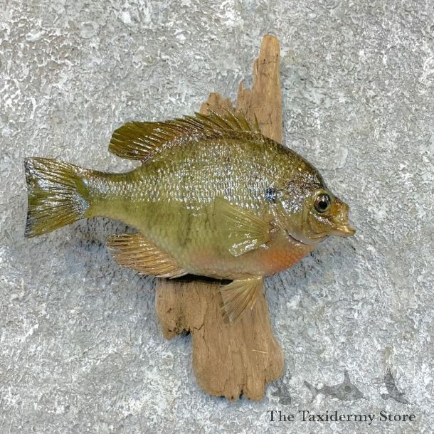 Bluegill Taxidermy Fish Mount #23622 For Sale @ The Taxidermy Store