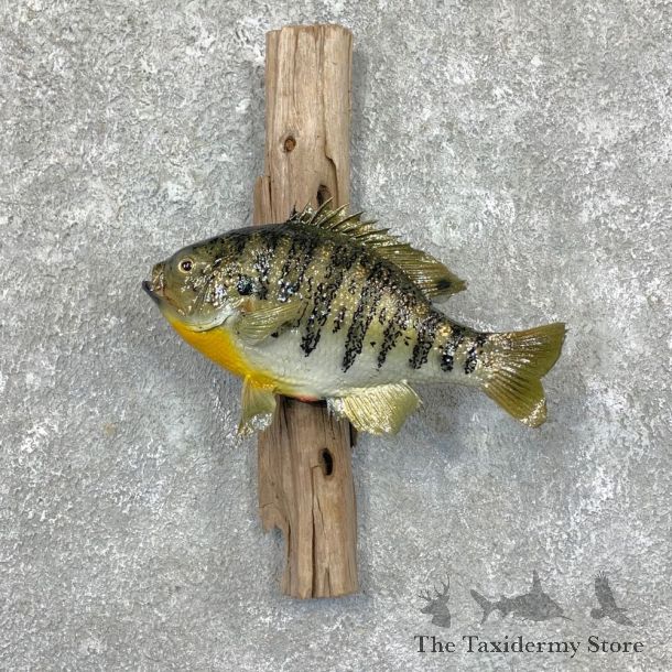 Bluegill Taxidermy Fish Mount #23646 For Sale @ The Taxidermy Store