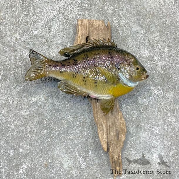 Bluegill Taxidermy Fish Mount #23647 For Sale @ The Taxidermy Store