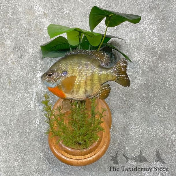Bluegill Taxidermy Fish Mount #24802 For Sale @ The Taxidermy Store